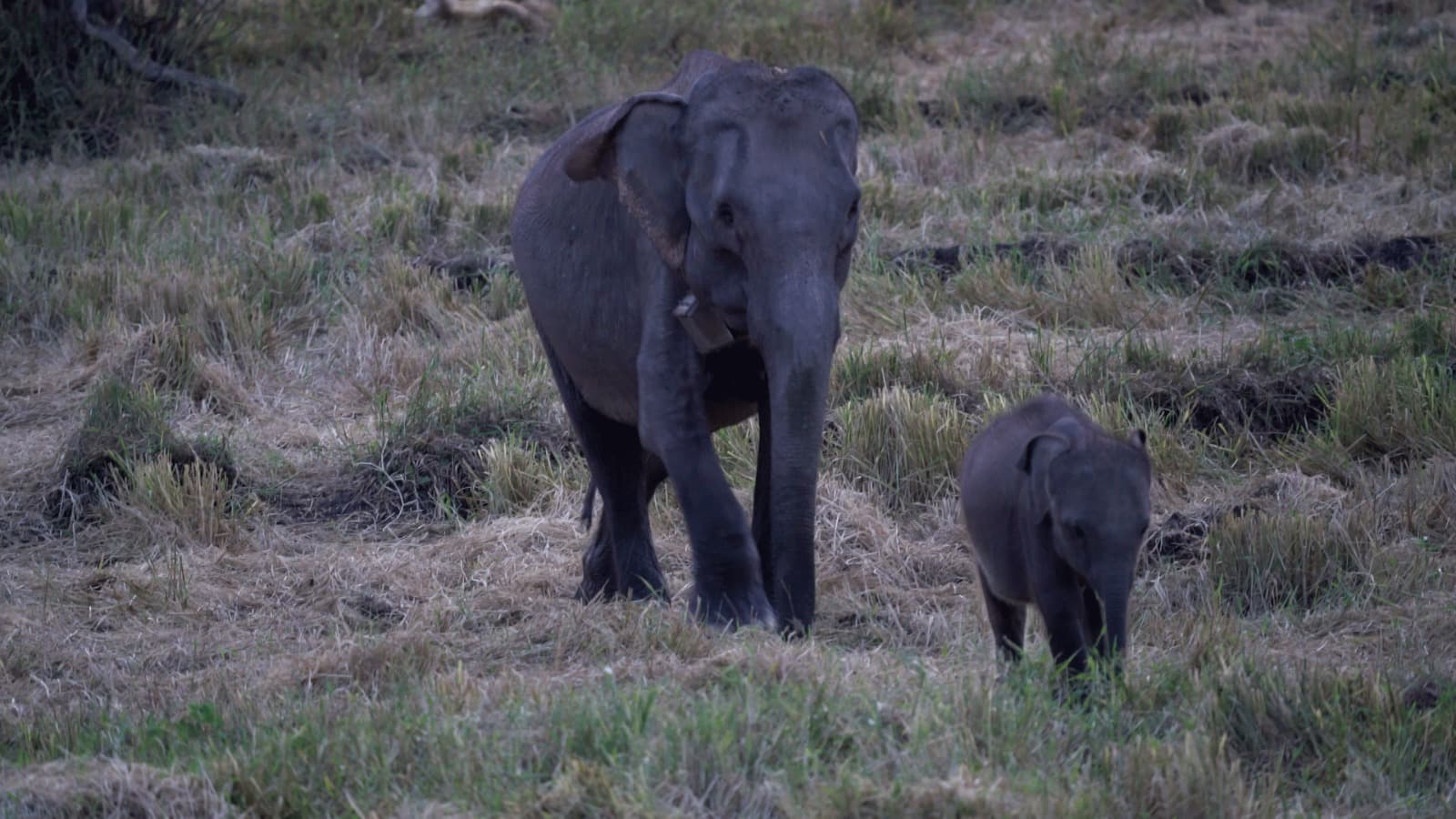 Sri Lankan Elephant